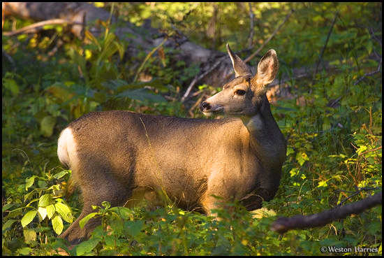 - Whitetail Deer, Waterton Lakes NP, Canada -