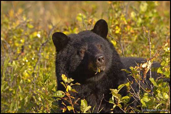 - Black Bear portrait, Waterton Lakes NP, Canada -