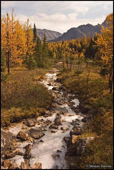 - Frozen creek winding through Larch trees in fall color in Larch Valley, Banff NP, Canada -