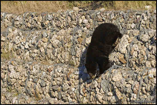 - Black Bear climbing down a retaining wall, Waterton Lakes NP, Canada -