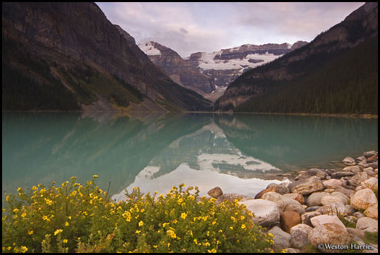 - Flowers and stones along the shore of Lake Louise, Banff NP, Canada -