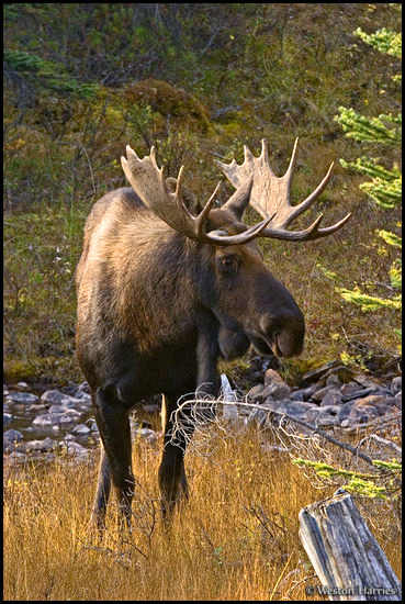 - Bull Moose, Banff NP, Canada -