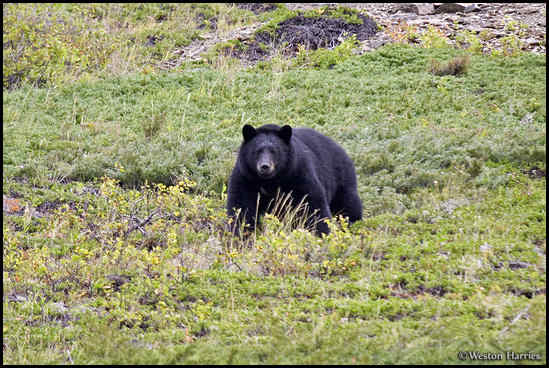 - Black Bear, Waterton Lakes NP, Canada -