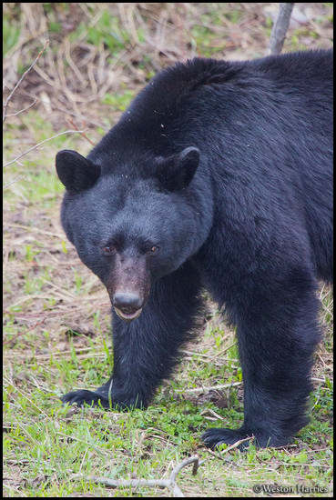 - Adult Black Bear, Glacier NP -