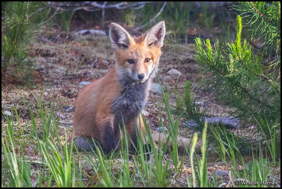 - Red Fox, Glacier NP -