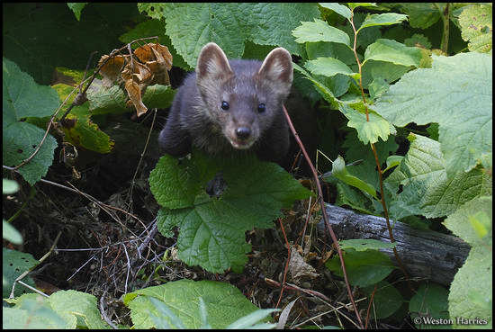 - Brown and White Pine Marten Lunging Forward, Glacier NP -