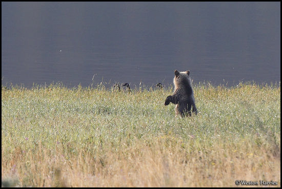 - Grizzly Bear Cub Standing to see Canadian Geese, Glacier NP -