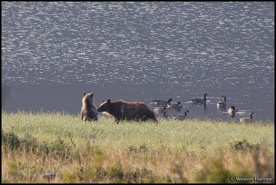 - Grizzly Bear Sow and Cub Standing to see Canadian Geese, Glacier NP -