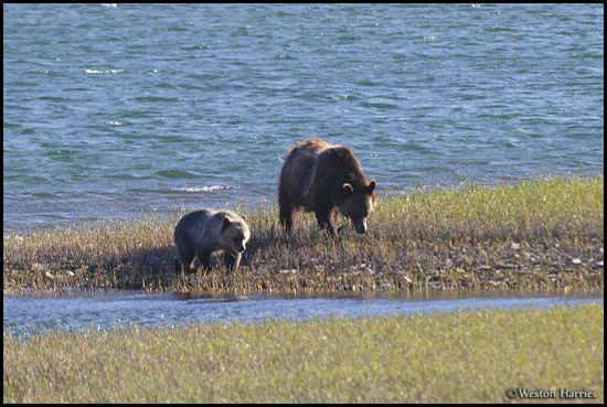 - Grizzly Bear Sow and Cub Walking Along a Lake Shore, Glacier NP -