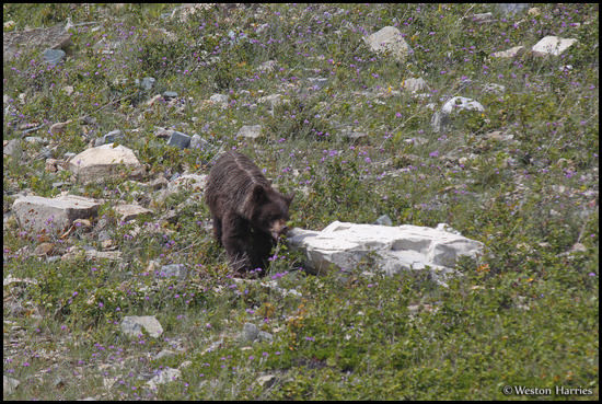 - Black Bear Cub Eating Berries, Glacier NP -