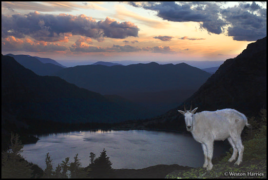 - Mountain Goat Perched Above Lake Ellen Wilson at Sunset, Glacier NP -