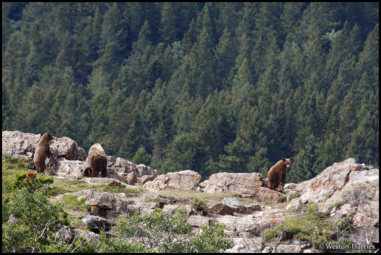 - Black Bear Sow with Two Standing Cubs Looking Over a Rock Ledge, Glacier NP -