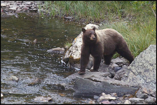 - Black Bear Sow Crossing a Creek, Glacier NP -