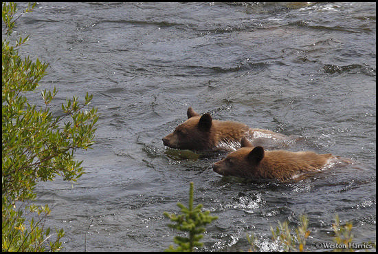 - Two Black Bear Cubs Swimming Across a Creek, Glacier NP -