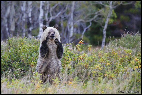 - Blonde Grizzly Bear Cub Standing Up with Arms Raised, Glacier NP -