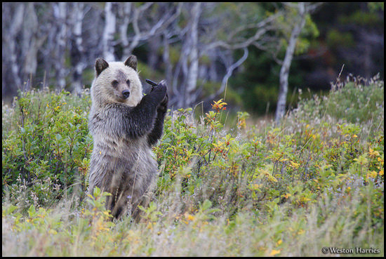 - Blonde Grizzly Bear Cub Standing Up Holding an Object in Its Claws, Glacier NP -