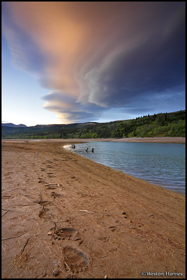 - Bear Tracks Along the Shore of Two Medicine Lake, with Unusual Lenticular Cloud Formations at Sunset, Glacier NP -