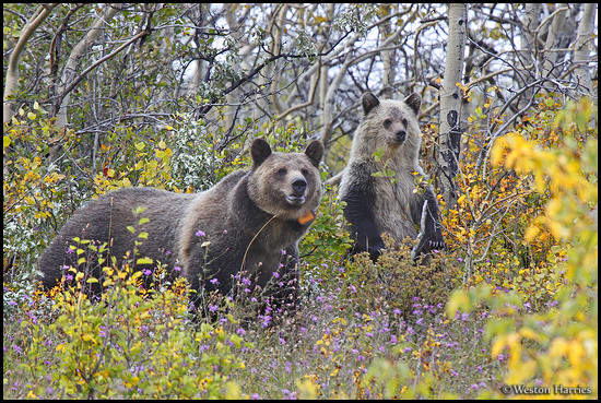 - Collared Grizzly Bear Sow and Standing Blonde Cub, Glacier NP -
