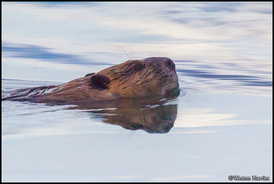 - Male Beaver Swimming By, Glacier NP -