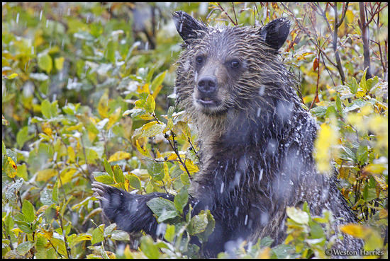 - Wet Grizzly Bear Cub in Heavy Snowfall, Glacier NP -