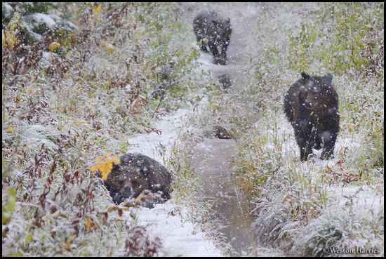- Three Grizzly Bear Cubs in Heavy Snow, Glacier NP -