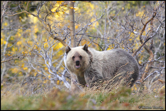 - Blonde Grizzly Bear Cub, Glacier NP -