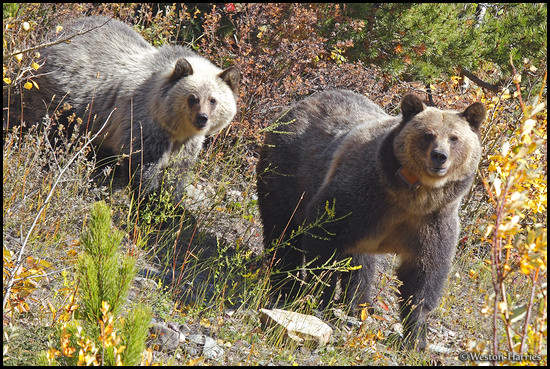 - Collared Grizzly Bear Sow and Blonde Cub, Glacier NP -