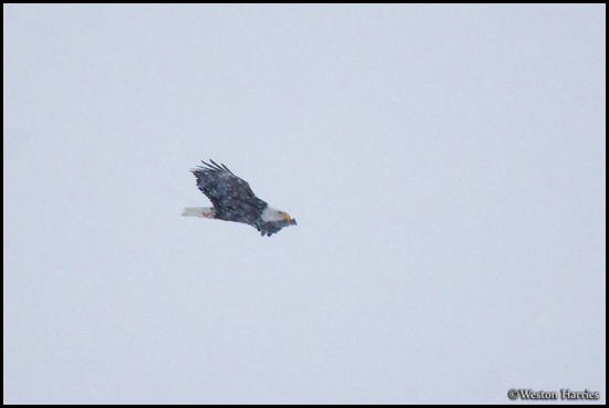 - Bald Eagle and Falling Snow, Glacier NP -
