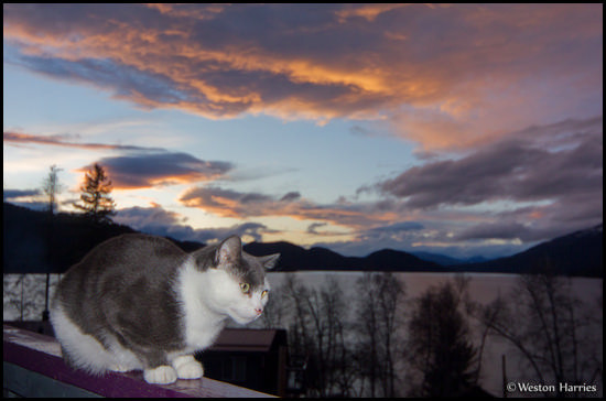 - Fritzy Perched Above Whitefish Lake at Sunset, Glacier NP -