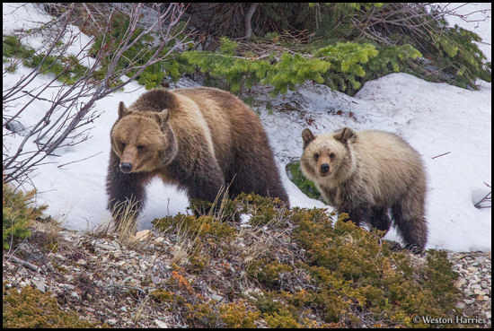 - Grizzly Bear Sow and Blonde Cub, Glacier NP -