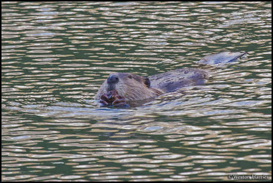 - Beaver Swimming and Clasping an Object, Glacier NP -