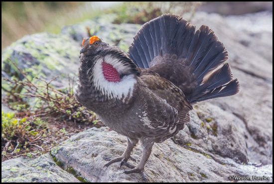- Male Dusky Grouse in Full Display, Glacier NP -