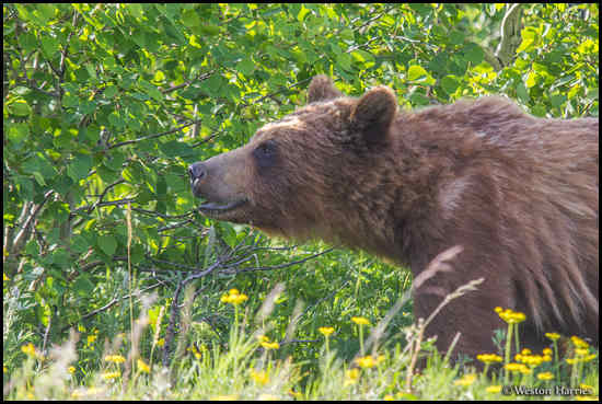 - Young Grizzly Bear, Glacier NP -