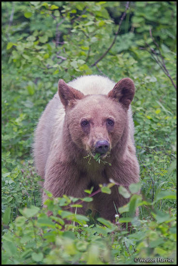 - Blonde Black Bear Cub, Glacier NP -