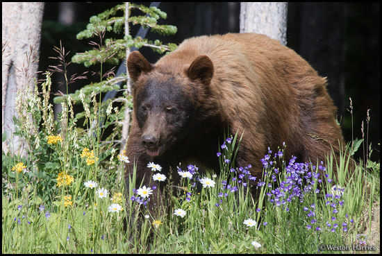 - Cinnamon Colored Black Bear and Wildflowers, Glacier NP -