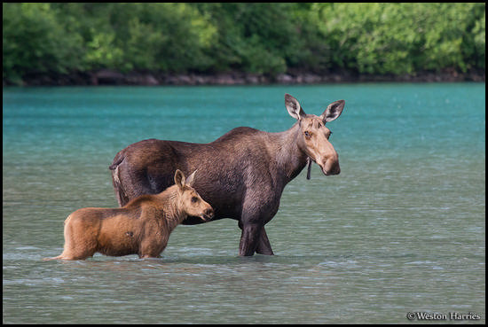 - Moose Cow and Calf Wading in Turquoise Colored Grinnell Lake, Glacier NP -