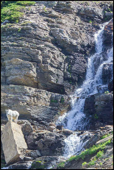 - Mountain Goat Perched Beside a Waterfall, Glacier NP -