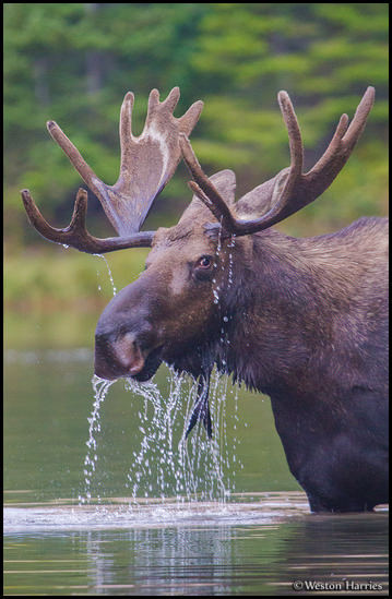 - Bull Moose, Glacier NP -