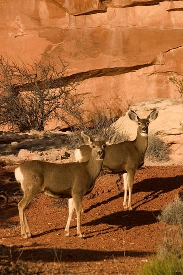 - Two Whitetail Deer in Front of a Sandstone Wall at Sunset, Arches NP -