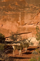 - Two Whitetail Deer in Front of a Sandstone Wall at Sunset, Arches NP -