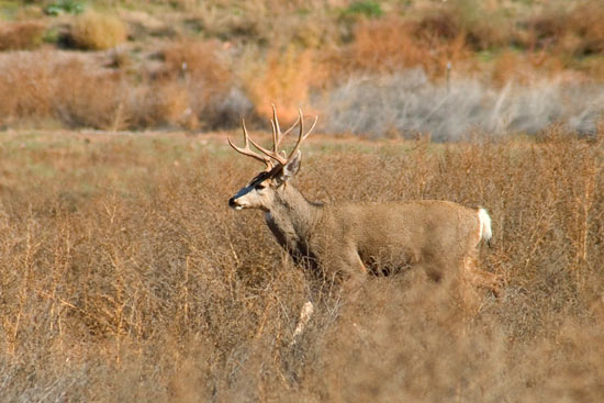 - Whitetail Buck, Arches NP -
