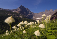 - Bear Grass Below Mt. Wilbur and the Ptarmigan Wall, Glacier NP -