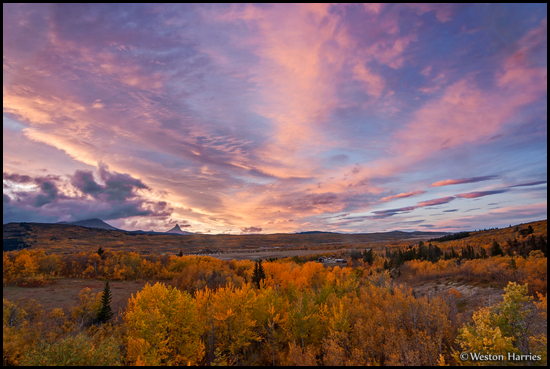 - Colorful Sunset over a Grove of Aspens in Fall Color, Glacier NP -