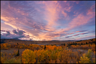 - Colorful Sunset over a Grove of Aspens in Fall Color, Glacier NP -
