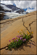 - Wildflowers Growing on a Rock Slab
Below Jackson Glacier, Glacier NP -