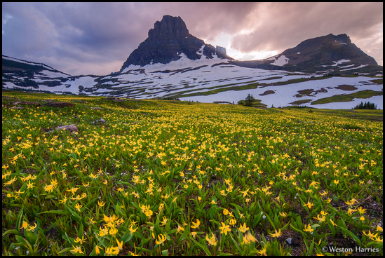 - Glacier Lillies Growing Below Clements Mtn.
and Mt. Oberlin, Sunset, Glacier NP -