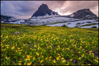 - Glacier Lillies Growing Below Clements Mtn.
and Mt. Oberlin, Sunset, Glacier NP -