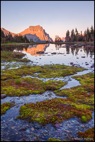 - Green & Red Moss Growing in a Seasonal Pond,
Below Going to the Sun Mtn at Sunset, Glacier NP -