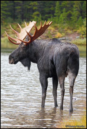 - Large Black Bull Moose, Glacier NP -