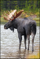 - Large Black Bull Moose, Glacier NP -
